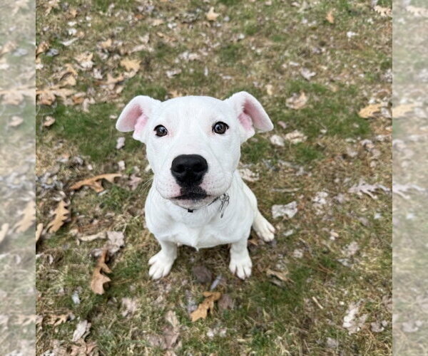 Medium Photo #12 Mutt Puppy For Sale in Boston, MA, USA