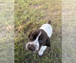 Small German Shorthaired Pointer
