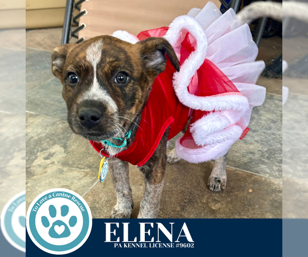 Medium Photo #4 Carolina Dog-Unknown Mix Puppy For Sale in Kimberton, PA, USA