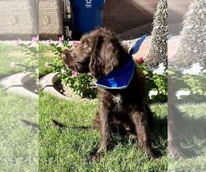 Double Doodle Puppy for Sale in LAS VEGAS, Nevada USA