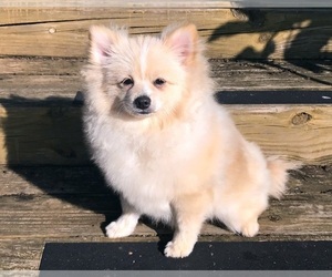 Pomeranian Puppy for sale in DAWSONVILLE, GA, USA