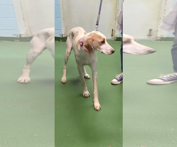 Medium Photo #7 Mutt Puppy For Sale in Rustburg, VA, USA