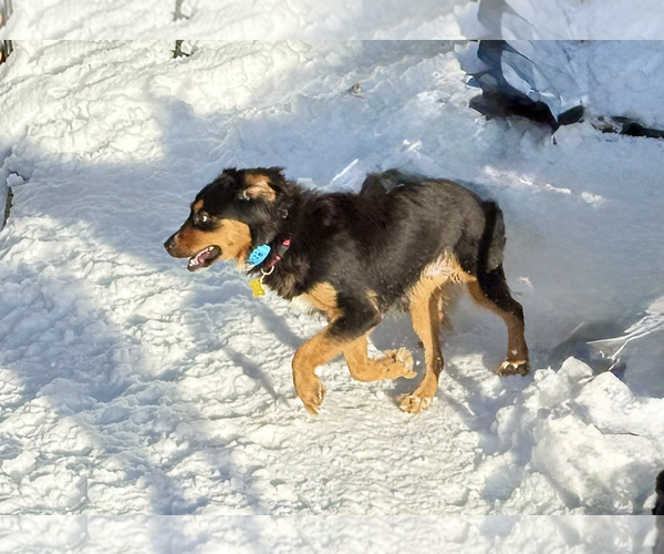 Medium Photo #3 Collie-Unknown Mix Puppy For Sale in Sandy, UT, USA