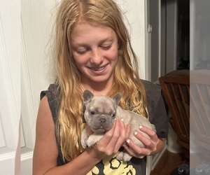 French Bulldog Puppy for Sale in PEACHLAND, North Carolina USA