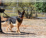 Small #1 German Shepherd Dog
