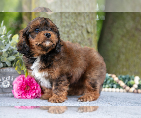 Medium Photo #3 Shih-Poo Puppy For Sale in SHILOH, OH, USA