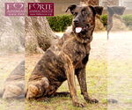 Small #1 Dutch Shepherd -Labrador Retriever Mix