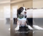 Small Photo #4 English Springer Spaniel Puppy For Sale in BAYVIEW, TX, USA