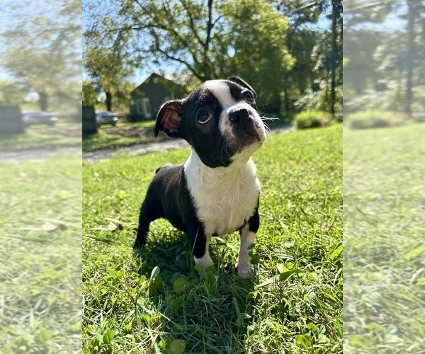 Medium Photo #1 Boston Terrier Puppy For Sale in GARFIELD, AR, USA