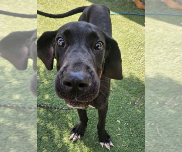 Medium Photo #4 Great Dane-Unknown Mix Puppy For Sale in Lakewood, CO, USA
