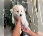 Puppy 5 Border Collie-Siberian Husky Mix
