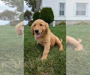 Golden Retriever Puppy for sale in GOSHEN, IN, USA
