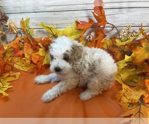 Cavapoo Puppy for sale in FULTON, KS, USA