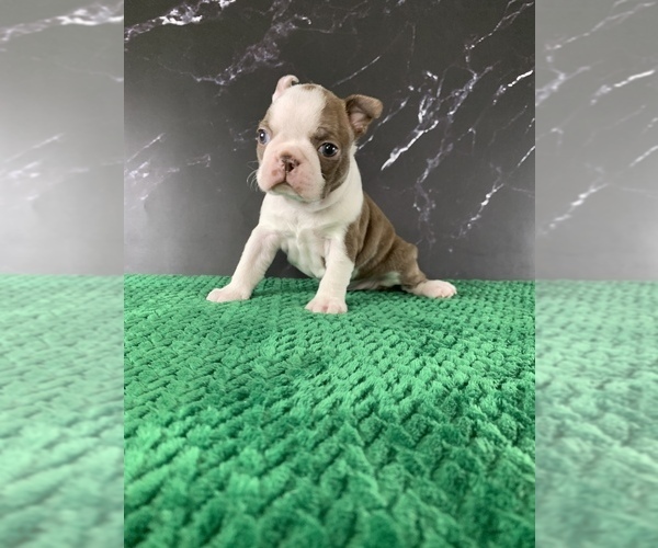 Medium Photo #10 Boston Terrier Puppy For Sale in TULARE, CA, USA