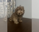 Small #27 Havanese