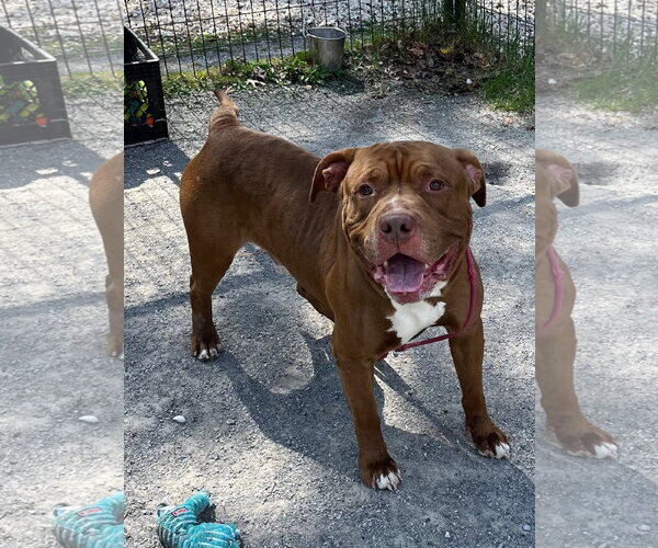 Medium Photo #3 Mutt Puppy For Sale in Jackson , NJ, USA