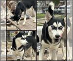 Small Siberian Husky