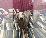 Small Photo #12 Weimaraner Puppy For Sale in ELKTON, KY, USA