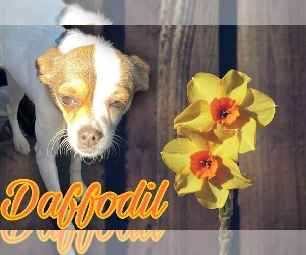 Medium Photo #1 Chihuahua Puppy For Sale in Calgary, Alberta, Canada