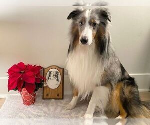 Father of the Shetland Sheepdog puppies born on 11/17/2022
