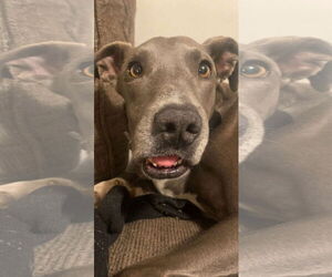 American Pit Bull Terrier-Unknown Mix Dogs for adoption in Germantown, OH, USA