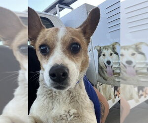 Chihuahua Dogs for adoption in Bakersfield, CA, USA