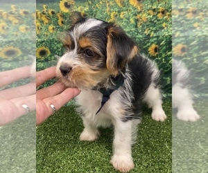 Shorkie Tzu Puppy for sale in SELLERSBURG, IN, USA