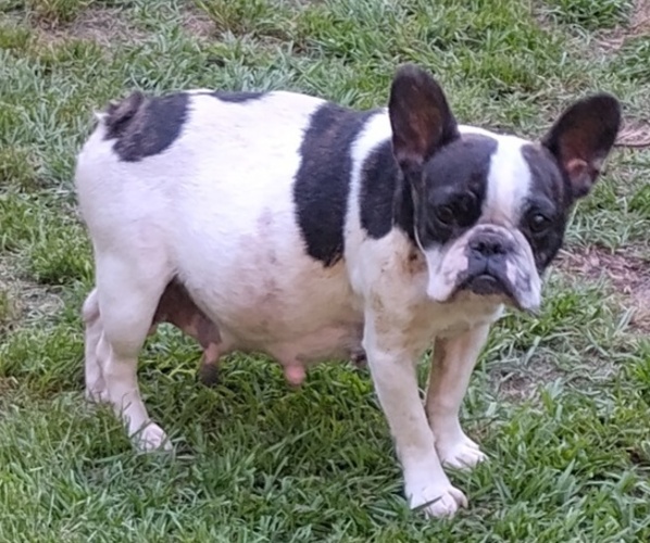 Medium Photo #1 Frenchie Pug Puppy For Sale in NEW WAVERLY, TX, USA