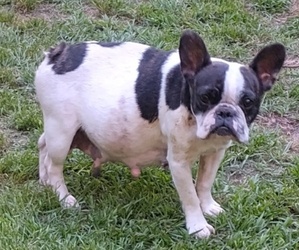 Mother of the Frenchie Pug puppies born on 04/10/2026