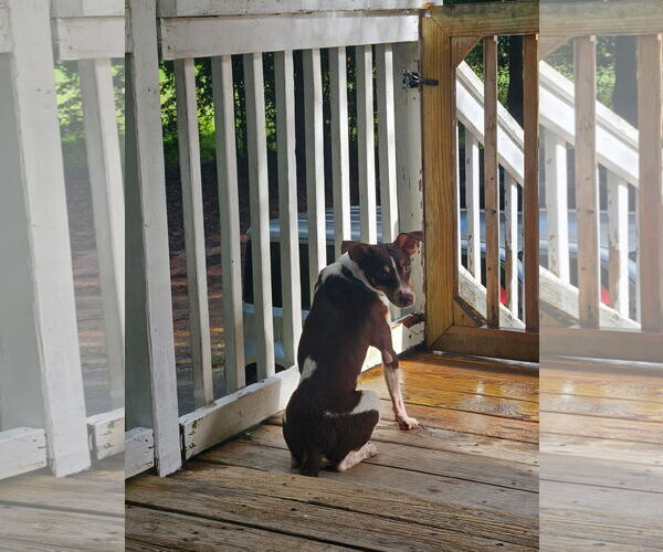 Medium Photo #4 Mutt Puppy For Sale in Gulfport, MI, USA