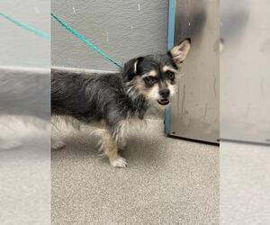 Mutt Dogs for adoption in Las Vegas, NV, USA