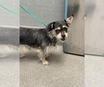 Small Mutt