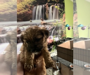 Morkie Dog for Adoption in FULTON, New York USA