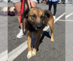 Small #1 Mutt