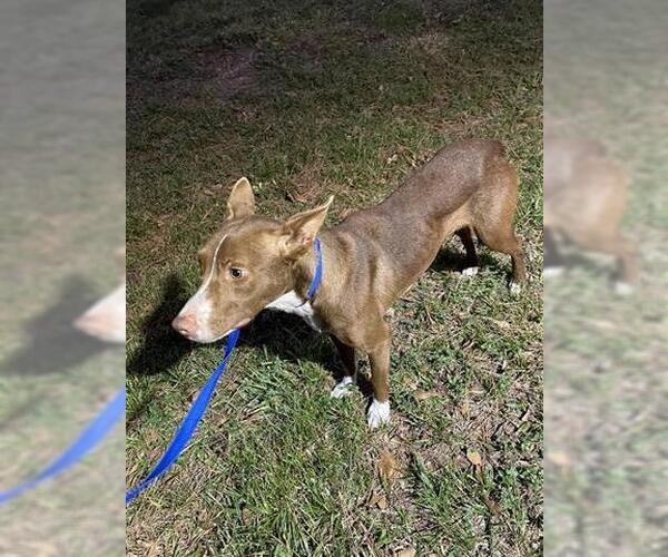 Medium Photo #1 Mutt Puppy For Sale in Houston, TX, USA