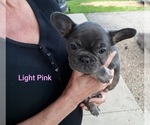Small Photo #12 French Bulldog Puppy For Sale in BATTLE CREEK, MI, USA