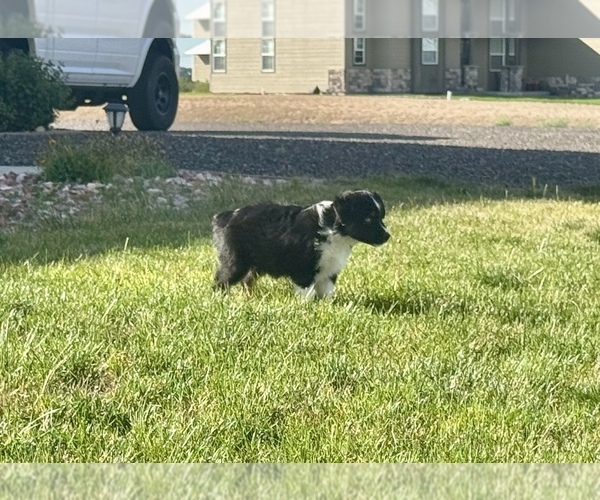 Medium Photo #5 Miniature Australian Shepherd Puppy For Sale in STRASBURG, CO, USA