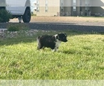 Small #4 Miniature Australian Shepherd