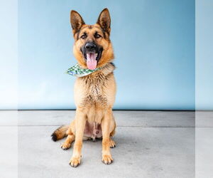 MAX - Male German Shepherd Dog Dog for Adoption - Photo #2
