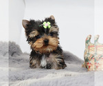 Small #3 Yorkshire Terrier