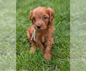 Miniature Labradoodle Puppy for sale in SYCAMORE, IL, USA