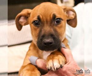 Mutt Dogs for adoption in Washington, DC, USA