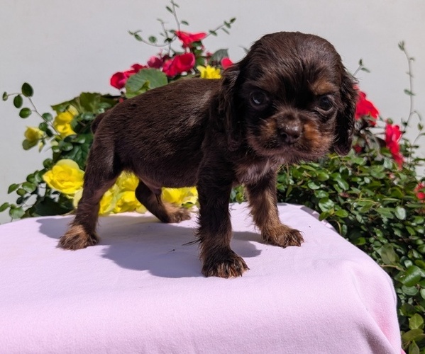 Medium Photo #8 Cocker Spaniel Puppy For Sale in GOSHEN, IN, USA