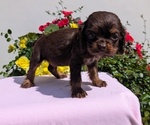 Small #6 Cocker Spaniel