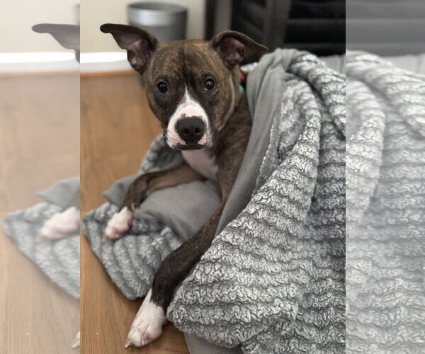 Medium Photo #3 American Pit Bull Terrier Puppy For Sale in Rockville, MD, USA