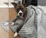 Small #2 American Pit Bull Terrier