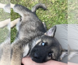 German Shepherd Dog-Siberian Husky Mix Puppy for sale in WEST PLAINS, MO, USA