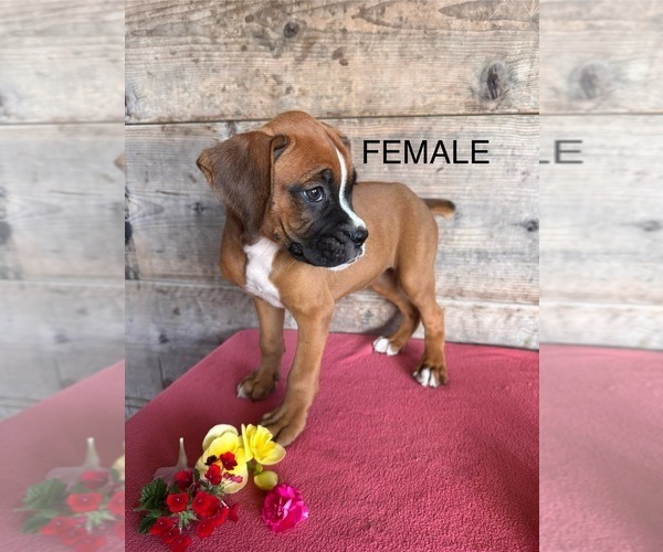 Medium Photo #3 Boxer Puppy For Sale in VERMONTVILLE, MI, USA
