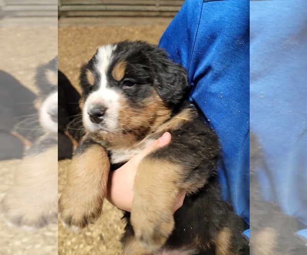 Medium Photo #19 Bernese Mountain Dog Puppy For Sale in PAXTON, IL, USA