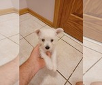 Small Photo #10 West Highland White Terrier Puppy For Sale in HAM LAKE, MN, USA